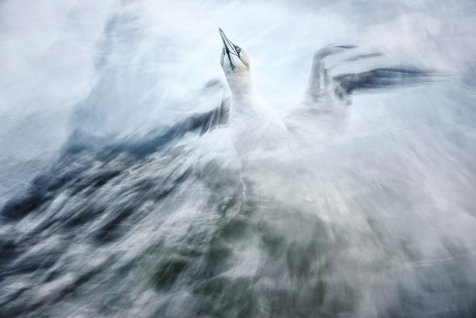 L-27114-gannet_from_the_rocks-1600x1068.jpg