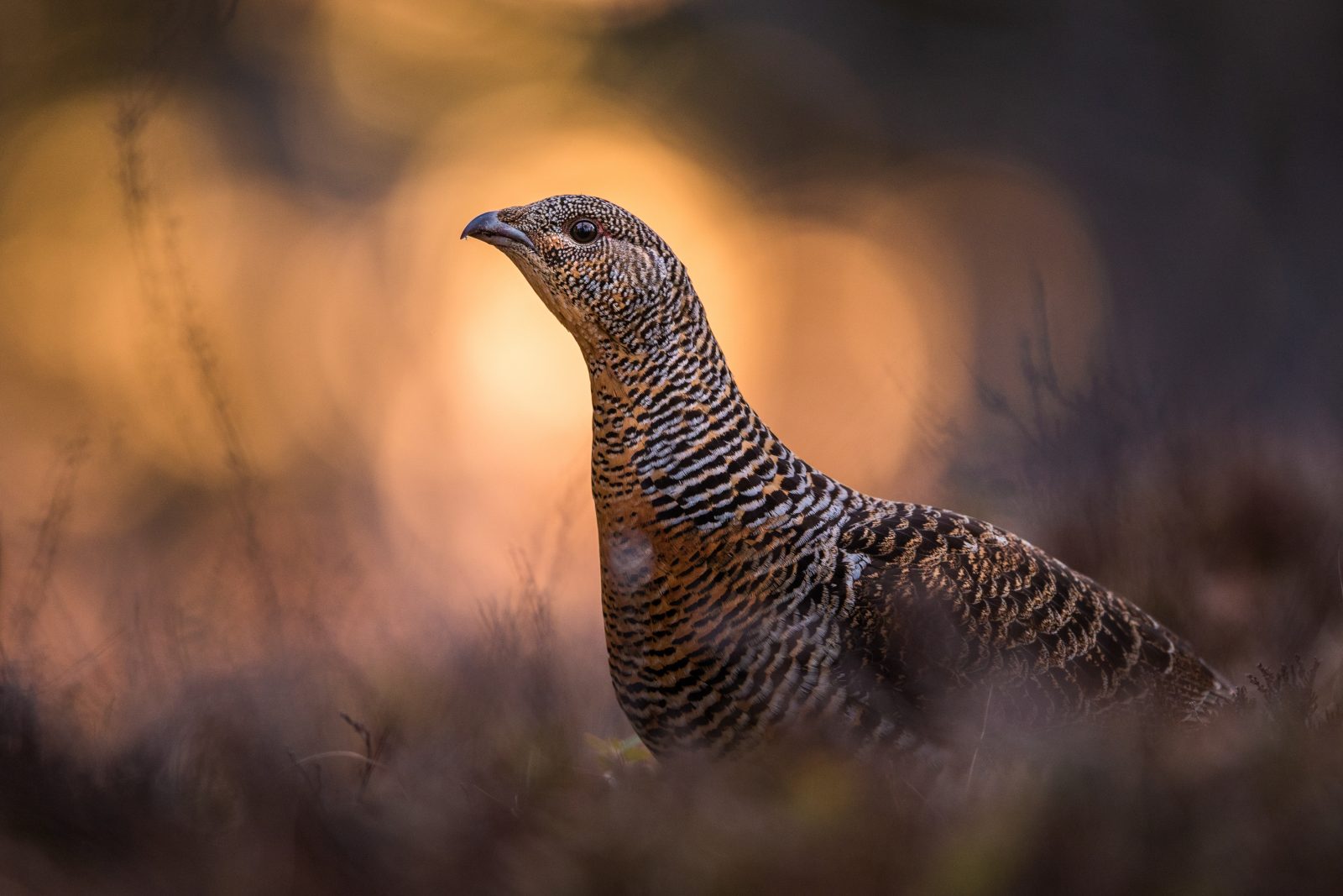 P-28801-the_capercaillie_bride-1600x1067.jpg