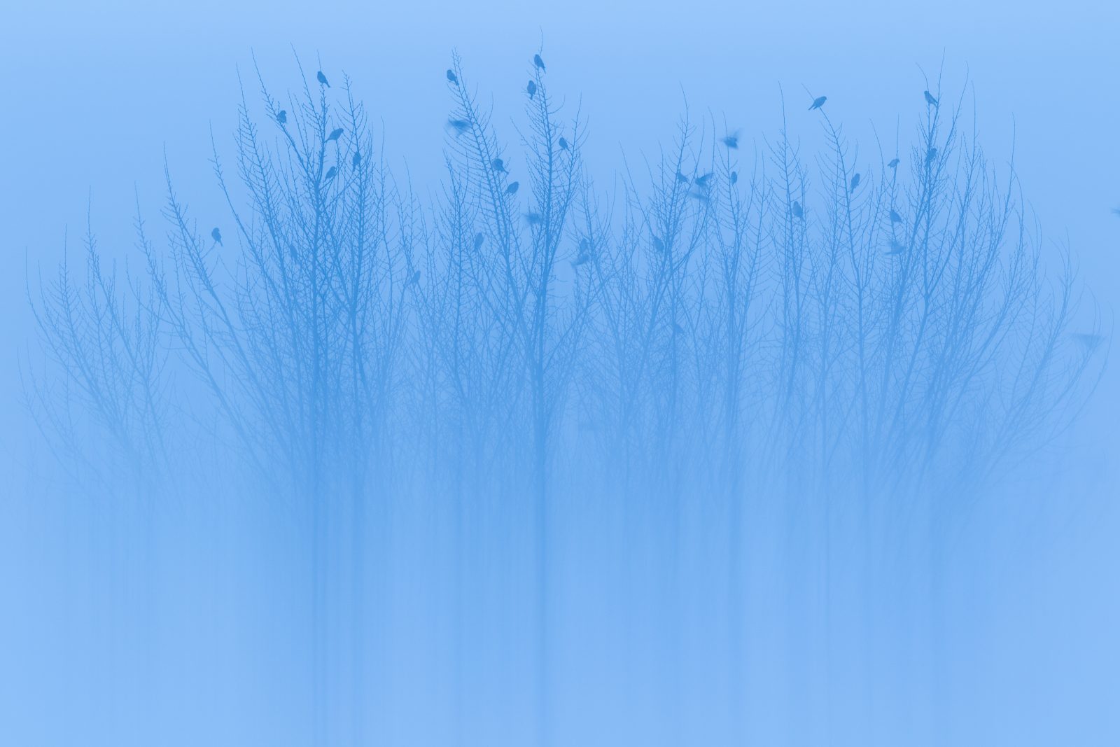 L-25794-misty_mornings-1600x1067.jpg