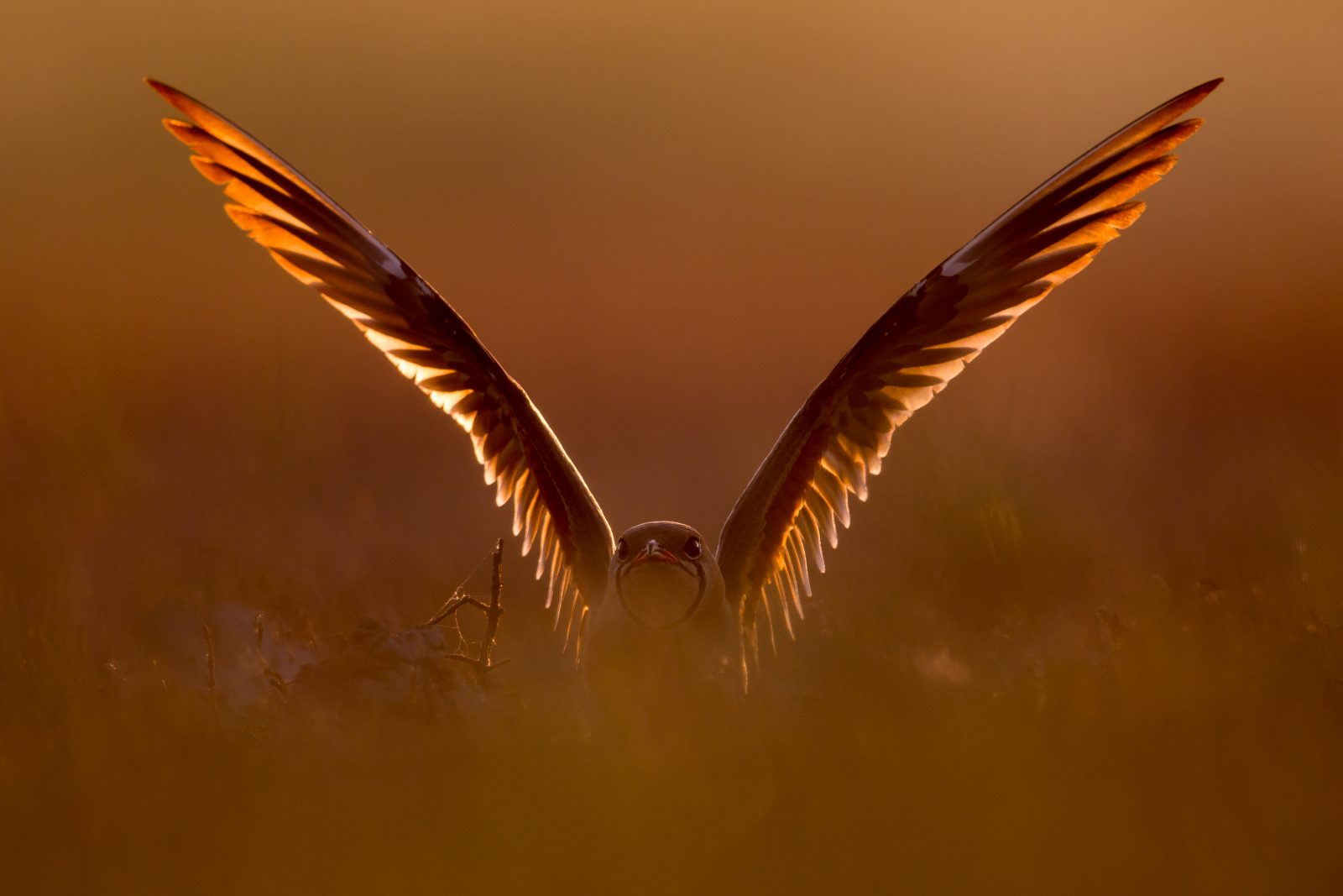 L-24072-landing-1600x1067.jpg