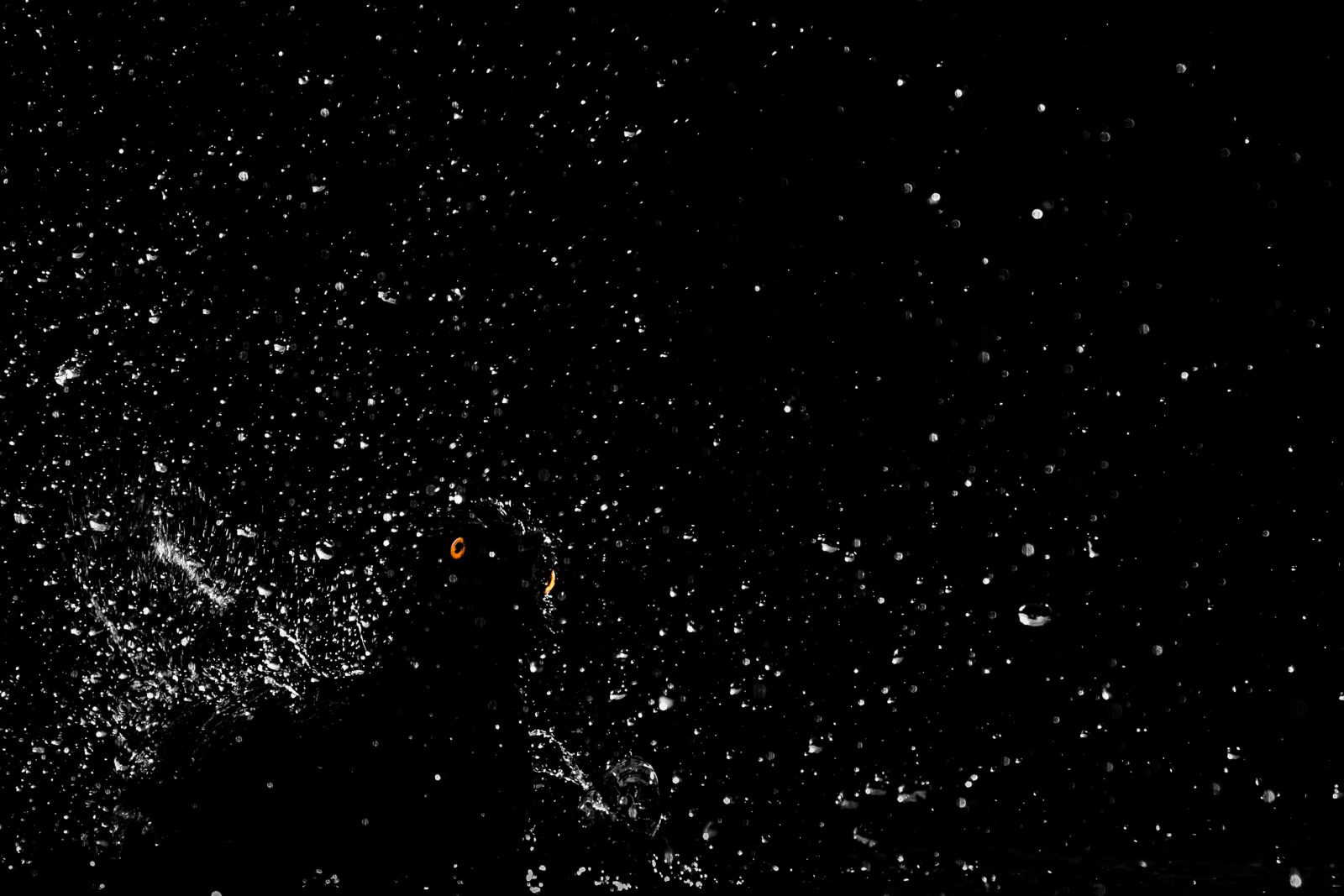 V-25998-yellow_between_the_stars-1600x1067.jpg