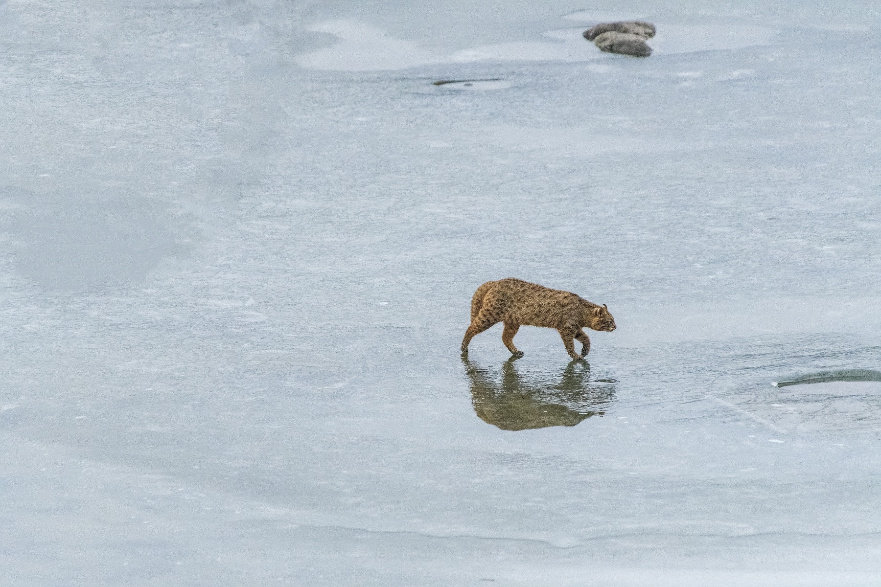 DSC_3917.jpg